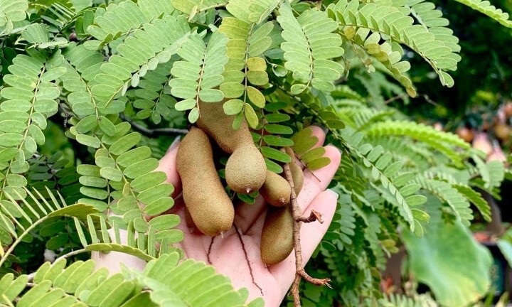 Có nên trồng cây me trước nhà?