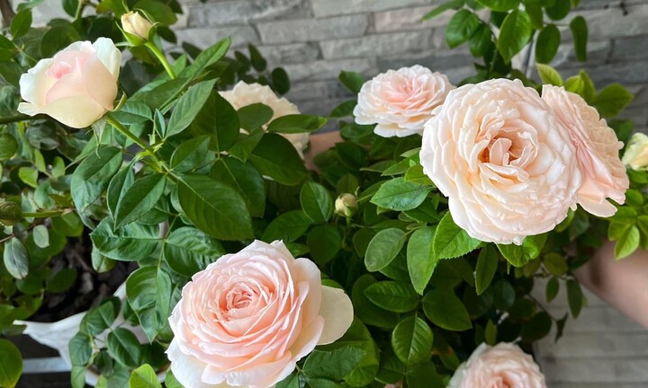 Có nên trồng hoa hồng trước nhà?