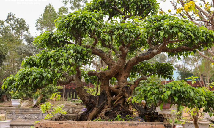 Có nên trồng cây sanh trước nhà?