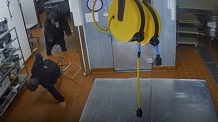 Gấu vào bếp tìm thức ăn rồi tấn công bảo vệ 