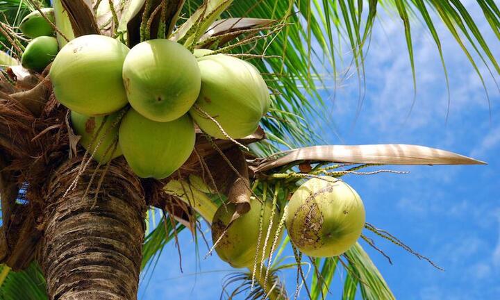 Tỉnh nào ở Việt Nam được mệnh danh 'xứ sở dừa'?