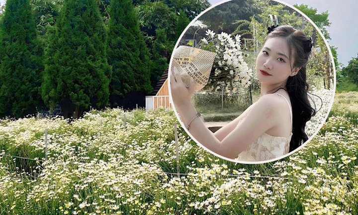 'Săn' cúc họa mi đầu mùa để có ảnh sống ảo 'sớm nhất cõi mạng'