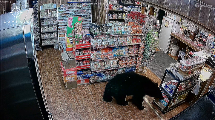 Nhân viên 'đứng hình' nhìn gấu đen xông vào cửa hàng trộm thức ăn