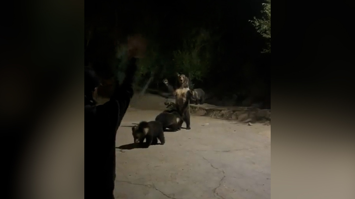 Gia đình gấu đi xin ăn, vẫy tay chào người dân