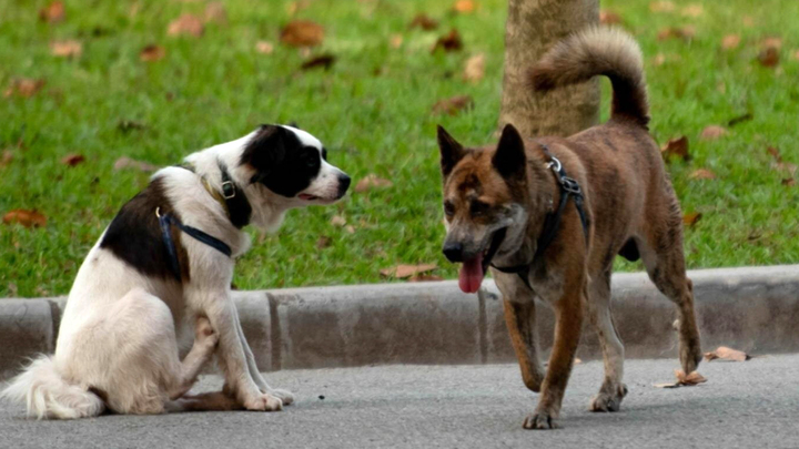 Chó thả rông nhan nhản trong công viên, người Hà Nội vừa tập thể dục vừa lo sợ