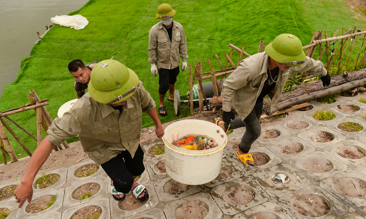 Hà Nội: Di chuyển 2 tấn cá Koi ra khỏi Đầm Đông