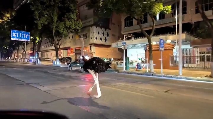 Trốn khỏi nhà chủ trong đêm, đà điểu lang thang 'dạo phố' gần 2km