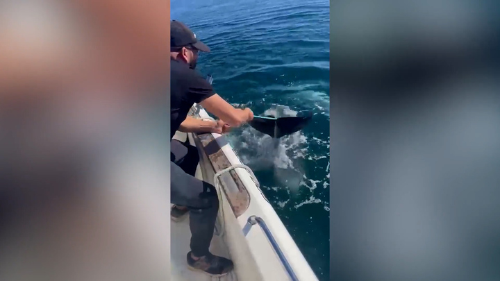 Cá mẹ 'cầu cứu', hai người đàn ông giải thoát cá heo con