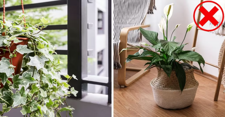 Nhận biết loại cây trồng trong nhà có hại