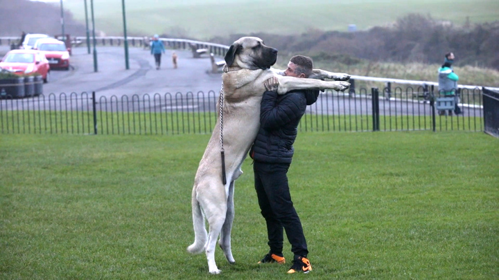 Chú chó khổng lồ cao hơn 2m ở Vương quốc Anh
