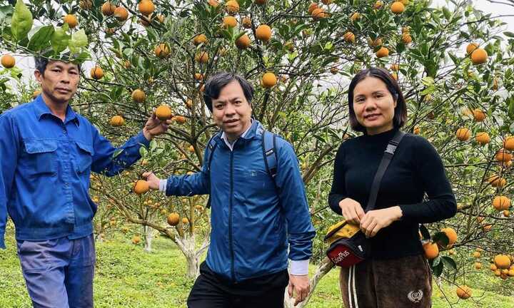 'Mùa vàng' trên đất Cao Phong