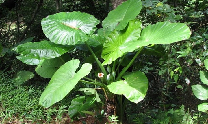 Củ ráy: ‘Thần dược’ dân dã trị nhiều thứ bệnh