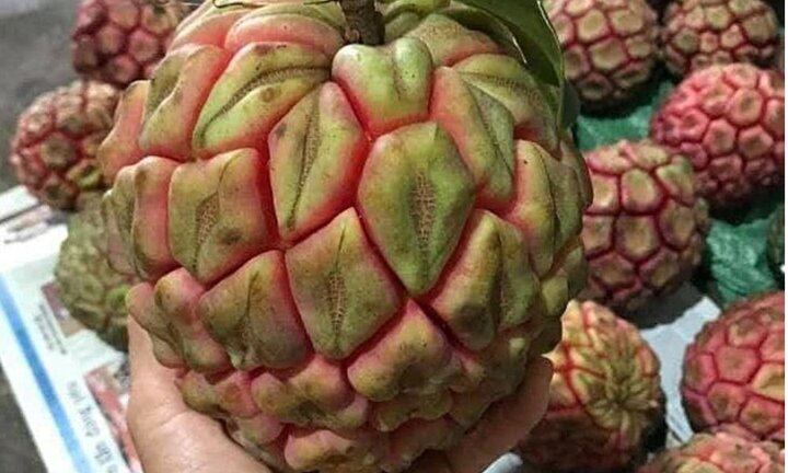 Quả và rễ của loại cây mọc dại giúp bảo vệ dạ dày, tăng cường sinh lý nam