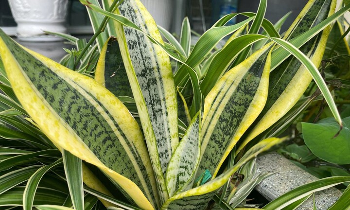 Có nên đặt cây lưỡi hổ trong phòng ngủ?