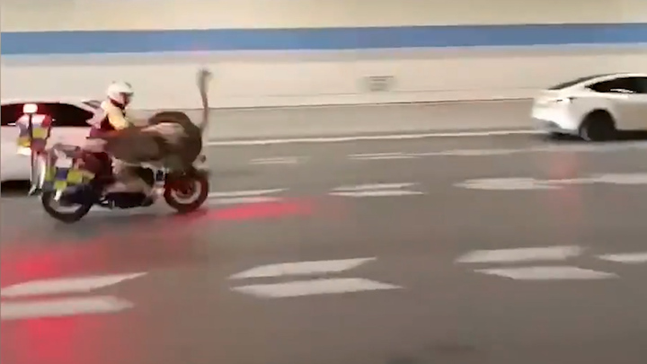 Đà điểu va chạm cảnh sát, gây rối loạn giao thông 