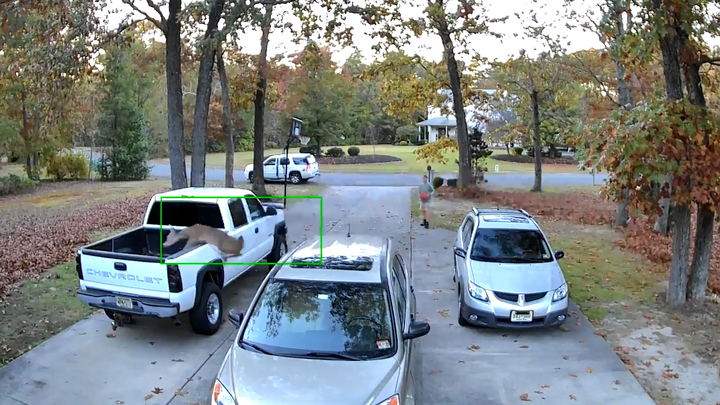 Hươu rừng lao như bay vào xe bán tải 