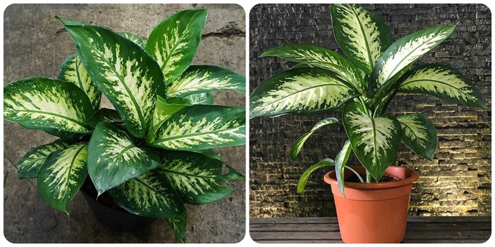 Loại cây vừa đẹp nhà lại tốt cho sức khoẻ