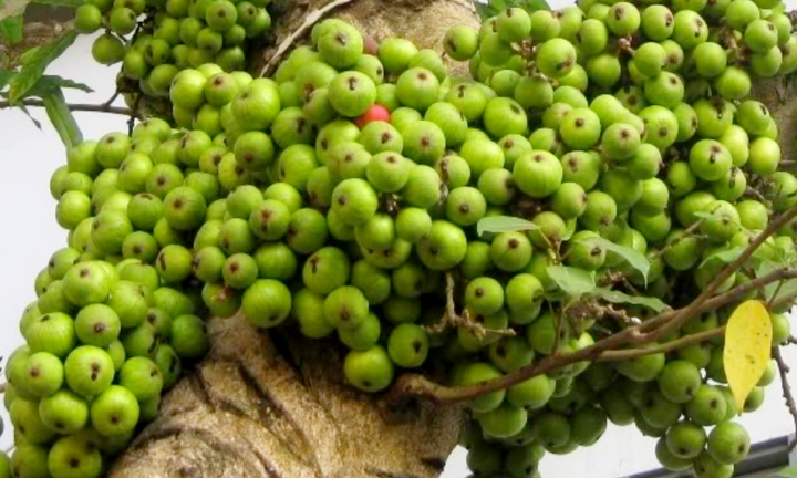 Có nên trồng cây sung trước nhà?