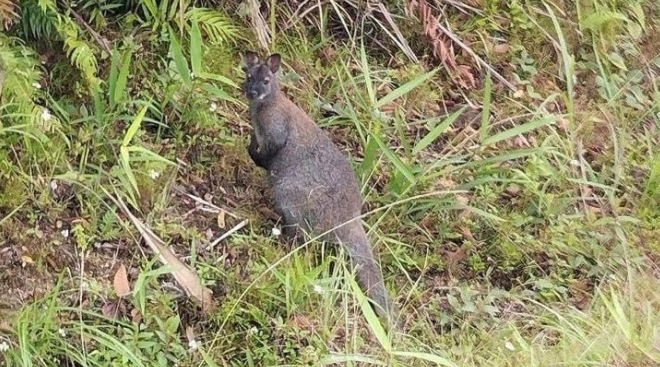 Phát hiện chuột túi ở Cao Bằng