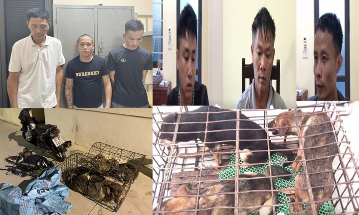 Triệt xóa nhóm ‘cẩu tặc’ một tuần trộm gần 100 con chó