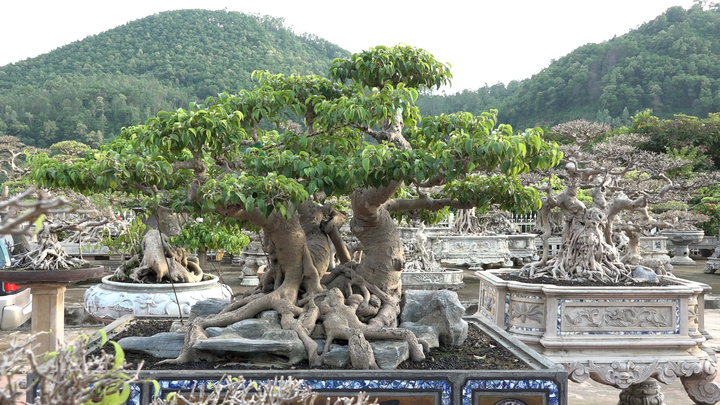 Chiêm ngưỡng cây sanh 3 gốc độc lạ ở Hà Nội