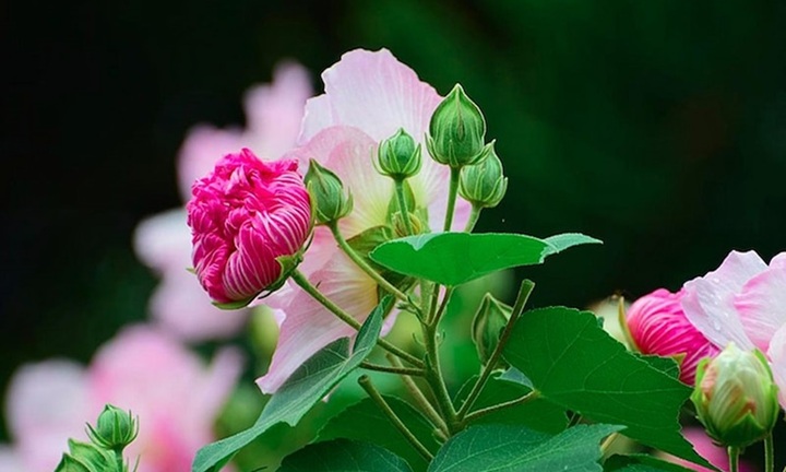 Có nên trồng hoa phù dung trước nhà?