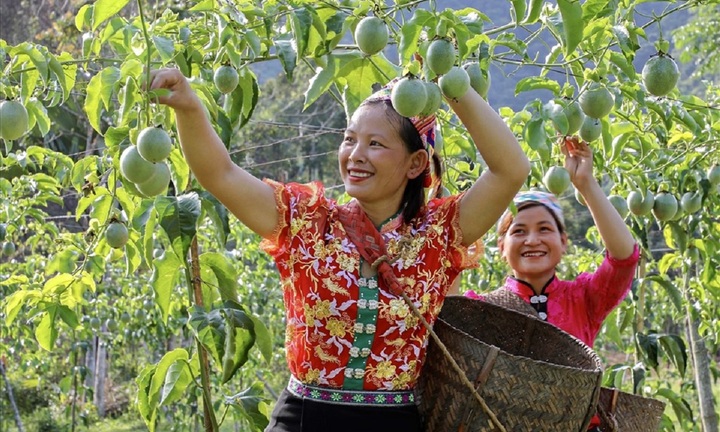 Những hợp tác xã ăn nên làm ra ở vùng sâu Nghệ An