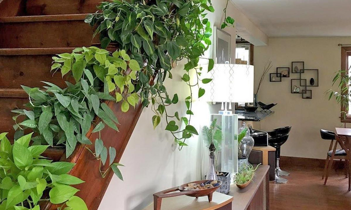 Có nên trồng cây dây leo trong nhà?