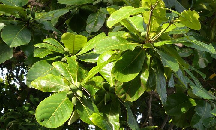 Có nên trồng cây bàng trước nhà?