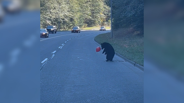 Chơi đùa với bong bóng, gấu đen gây ùn tắc giao thông