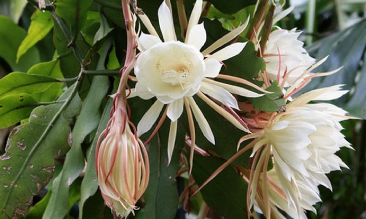 Có nên trồng hoa quỳnh trong nhà?