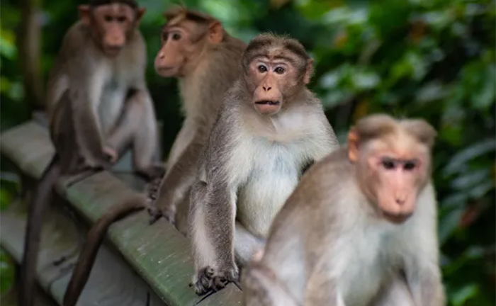 Cậu bé 10 tuổi bị đàn khỉ tấn công đến chết