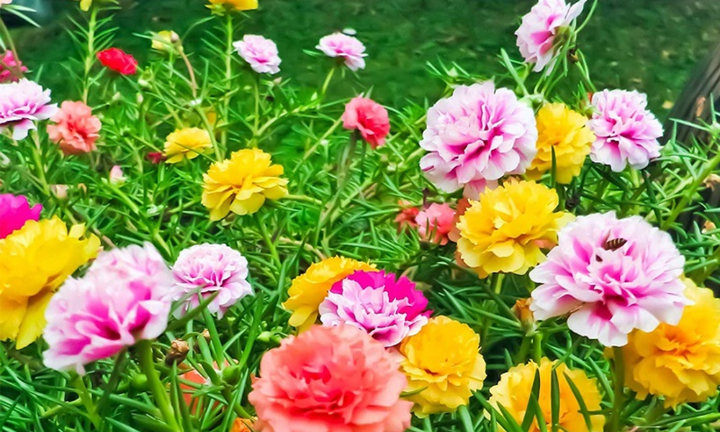 Có nên trồng hoa mười giờ trước nhà?