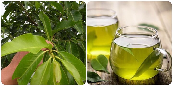 Nước vối ngon mát nhưng lại 'đại kỵ' với 6 nhóm người này