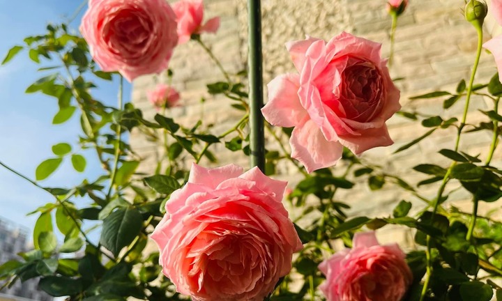 Ý nghĩa của những loài hoa tượng trưng cho 12 tháng sinh