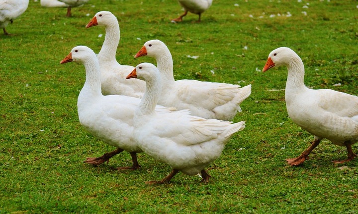 Bí quyết nhổ lông vịt dễ dàng