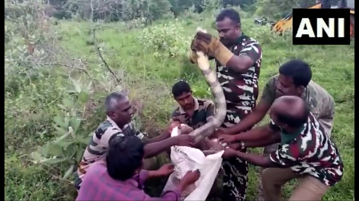 Giải cứu rắn hổ mang chúa dài 4,6m ở Ấn Độ 