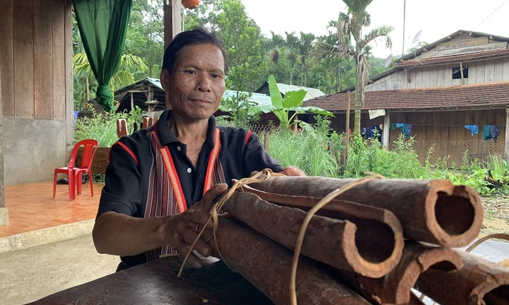 Cây quế giúp bà con huyện Bắc Trà My thoát nghèo