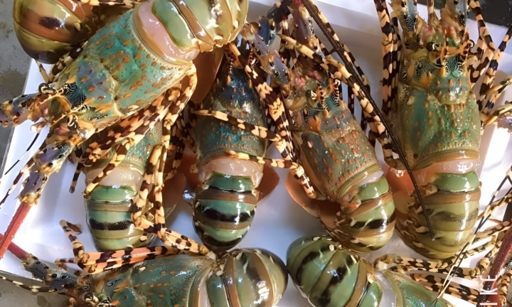 Tôm hùm bông giảm giá thảm vẫn ế, ngư dân như ngồi trên đống lửa