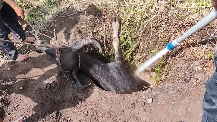 Bơm đầy giếng nước, giải cứu trâu mang thai mắc kẹt