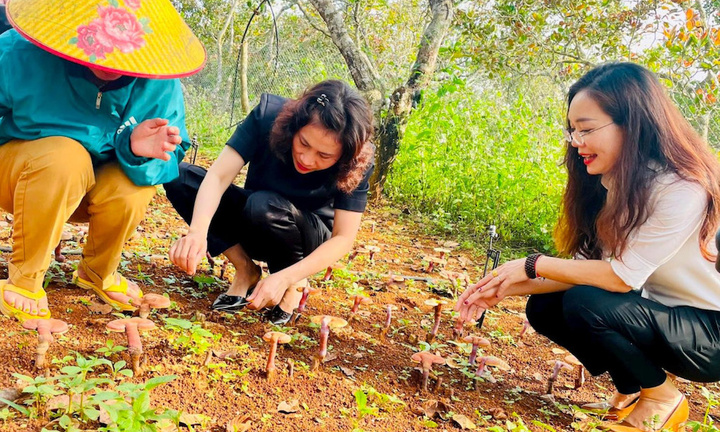 Trồng nấm linh chi dưới tán rừng, người dân ở Đắk Nông thoát nghèo