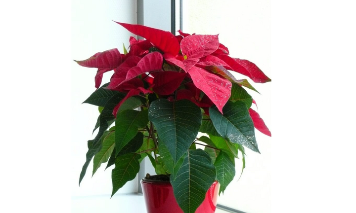 Cây trạng nguyên hợp tuổi nào?