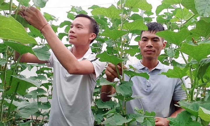 Hà Giang: Giảm nghèo từ những mô hình sinh kế của hợp tác xã