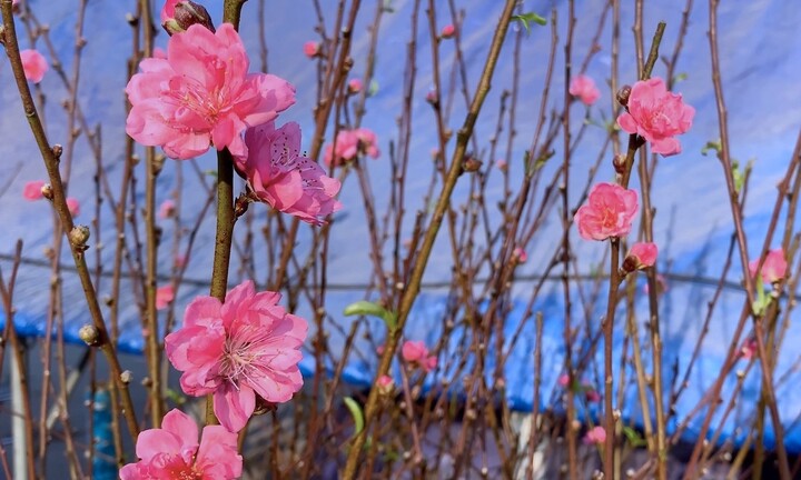 Ý nghĩa phong thủy của hoa đào