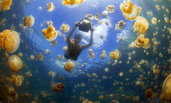 Trải nghiệm bơi giữa biển sứa từ kỷ băng hà khiến dân ưa mạo hiểm thích mê