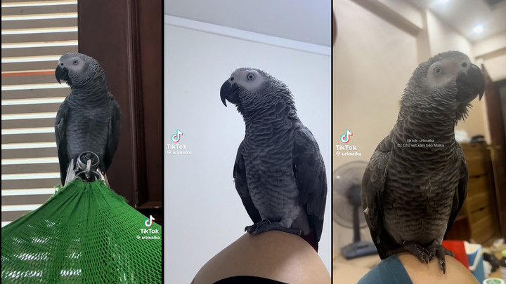 Chú vẹt xám siêu hài hước gây bão trên mạng xã hội