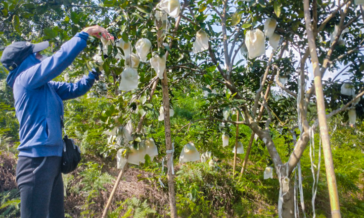 Thủ phủ cam Hà Tĩnh vào mùa, bán giá cao vẫn ‘cháy’ hàng