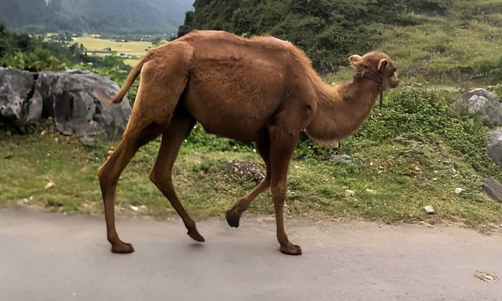 Xôn xao hình ảnh 2 con lạc đà xuất hiện ở Cao Bằng