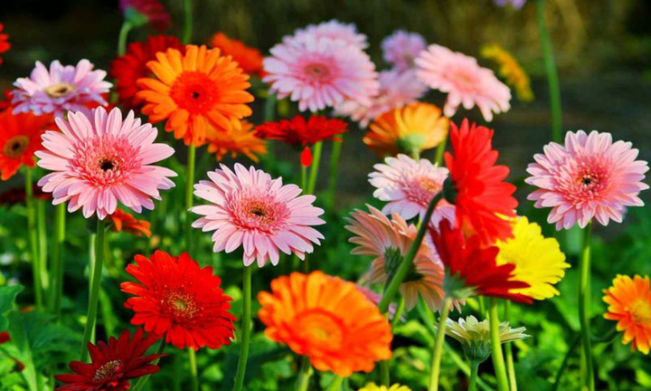 Hoa đồng tiền có ý nghĩa gì?