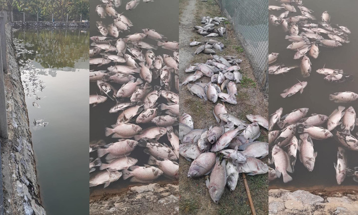 Xác định nguyên nhân cá chết hàng loạt, nổi trắng mặt ao ở Sơn La